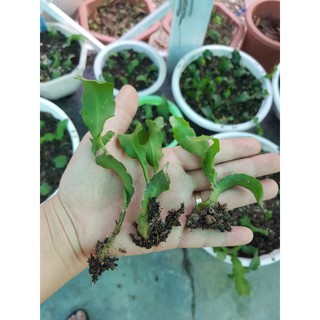Cây giống quỳnh xoắn size 10-15cm