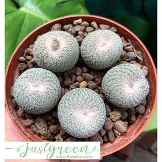 Xương rồng micromeris, Chậu xương rồng epithelantha micromeris, Cây xương rồng mini đã thuần khí hậu nắng