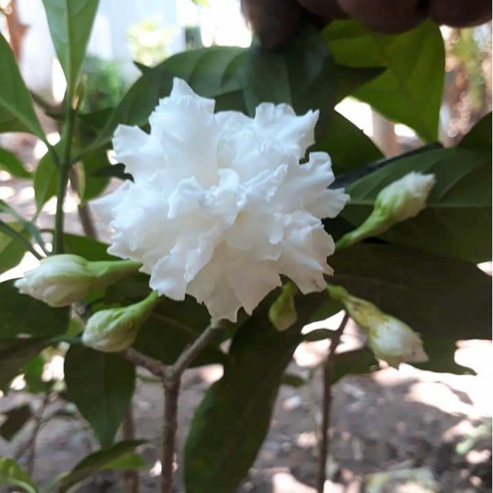 CÂY GIỐNG HOA NHÀI TUYẾT, CÂY GIỐNG HOA LÀI TUYẾT Y HÌNH, HOA NHƯ NẮM TUYẾT RẤT XINH - Antique White