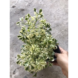 caykiengsadec Đinh lăng cảm thạch + Tặng Phân Bón