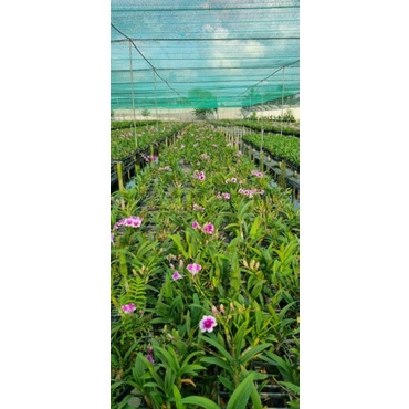 Mini yaya chậu F16
