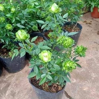 Hoa hồng xanh trứng đã có hoa 40cm sp0