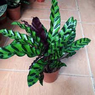 Cây Đuôi Phụng (đuôi công) Sỉ Lẻ