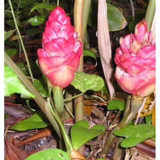 Cây cảnh : Gừng đỏ thái hoa thơm