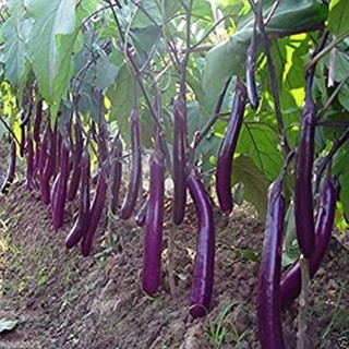 Hạt giống cà tím dài cali - gói 50 hạt
