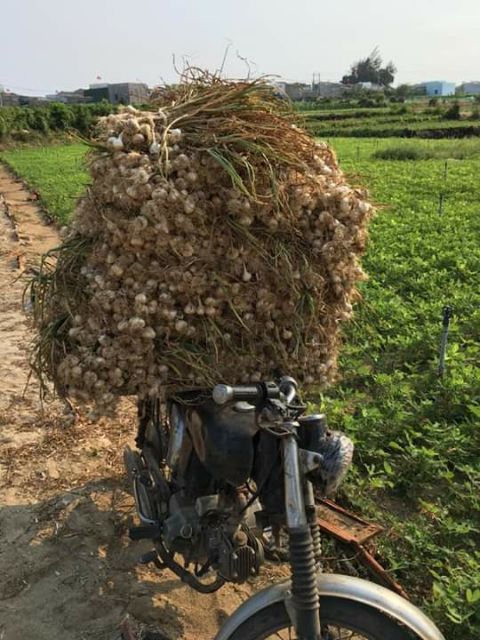 1kg Tỏi  - Đặc sản Lý Sơn ( Quảng Ngãi ) | BigBuy360 - bigbuy360.vn