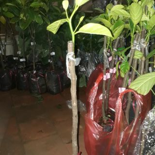 Mít ruột đỏ xơ đỏcây giống