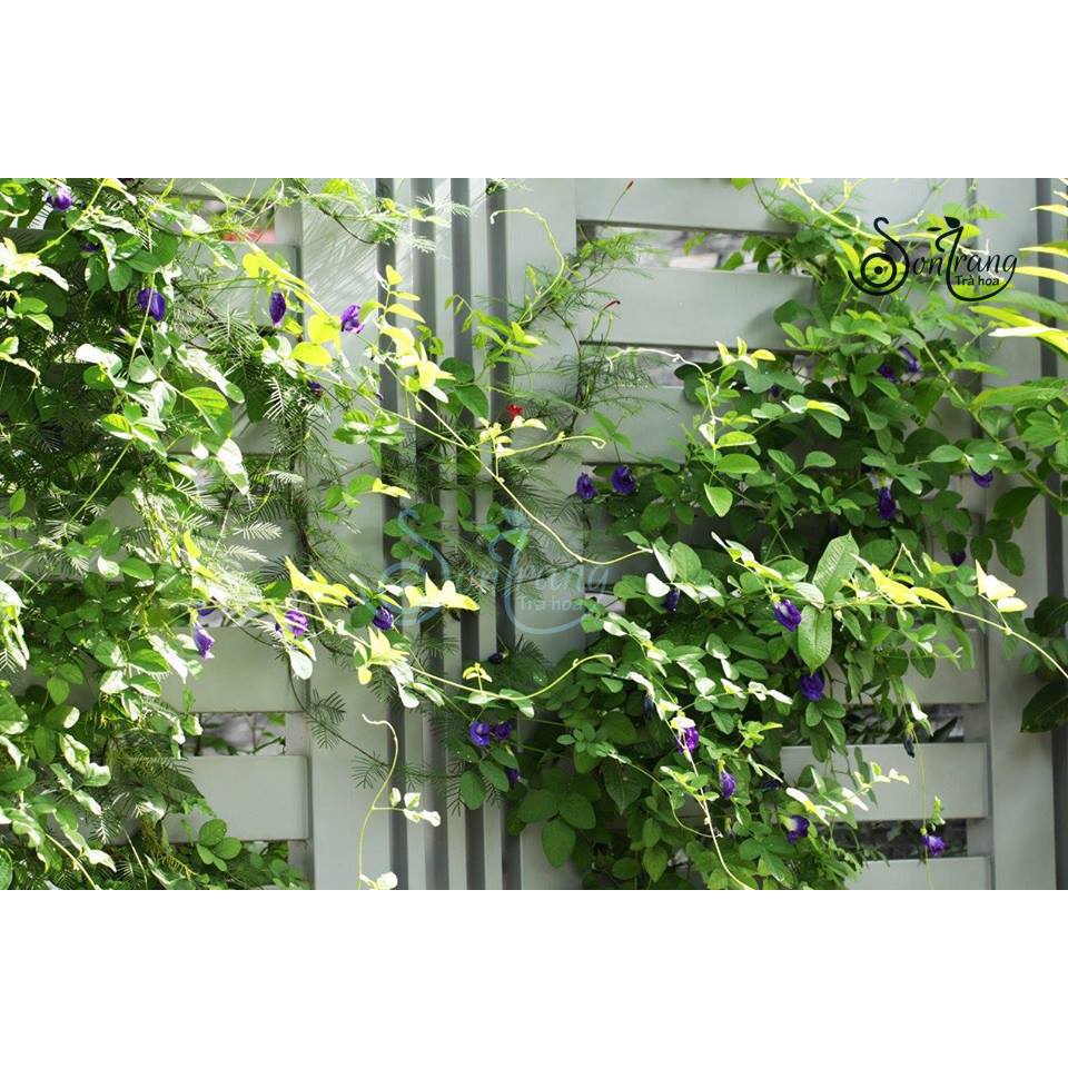 Hạt giống Hoa Đậu Biếc Dễ Chăm Sóc, Hoa Nở Liên Tục, Trồng Được Quanh Năm tặng kích mầm + hướng dương lùn