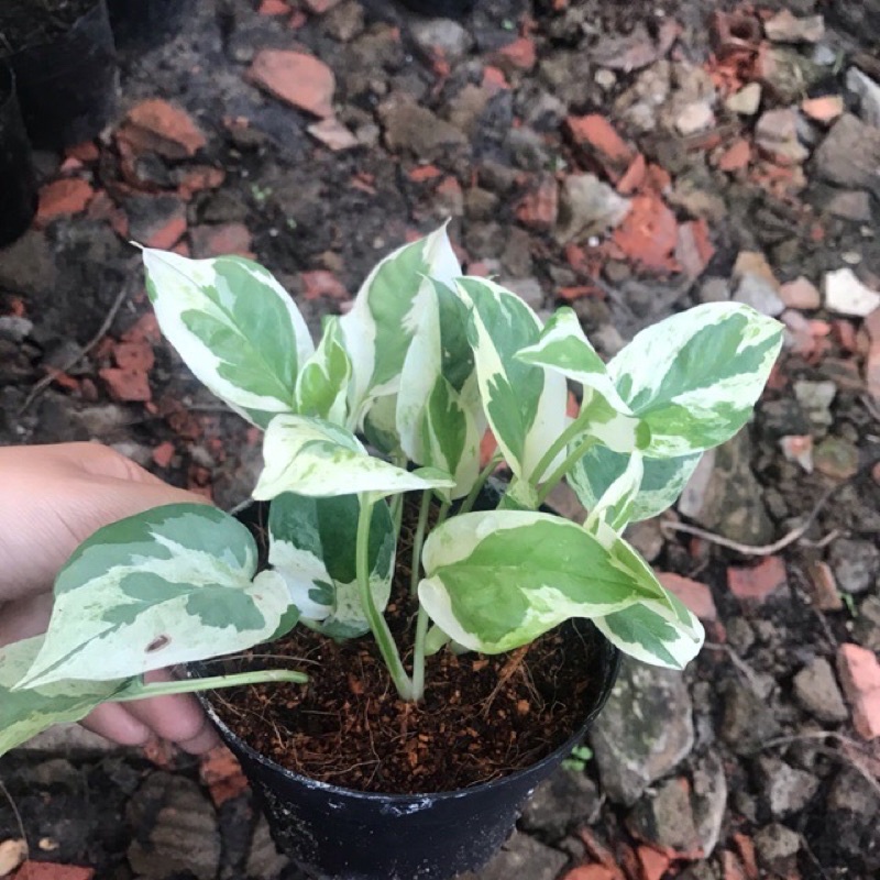 Cây trầu bà Ngọc thủy