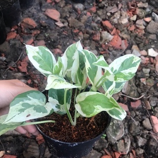 Cây trầu bà Ngọc thủy