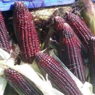 NGÔ NẾP TÍM ĐEN THÁI LAN