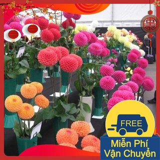 Combo 3 Gói Hạt Giống Hoa Thược Dược Tổ Ong Nhiều Màu