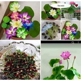  10 HẠT SEN NHẬT MINI ĐỦ MÀU