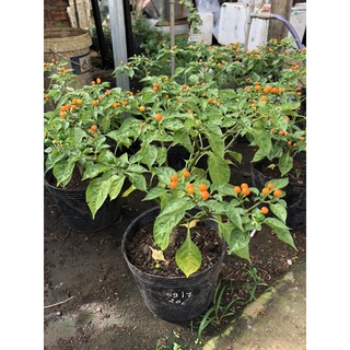 Cây ớt Peru - Aji Charapita (Capsicum chinense)