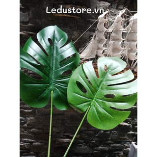 Lá rùa trang trí loại đẹp