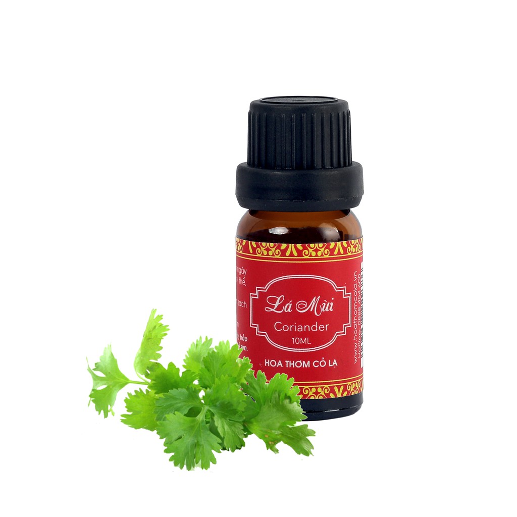 Tinh Dầu Mùi Già (Lá Mùi) - Coriander Essential Oil - Hoa Thơm Cỏ Lạ