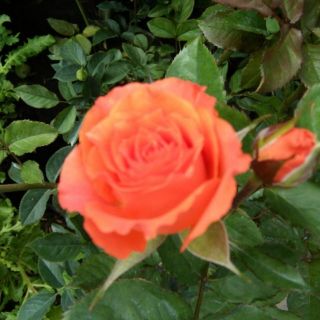 Chậu Cây hoa hồng bụi ngoại các màu rất đẹp.