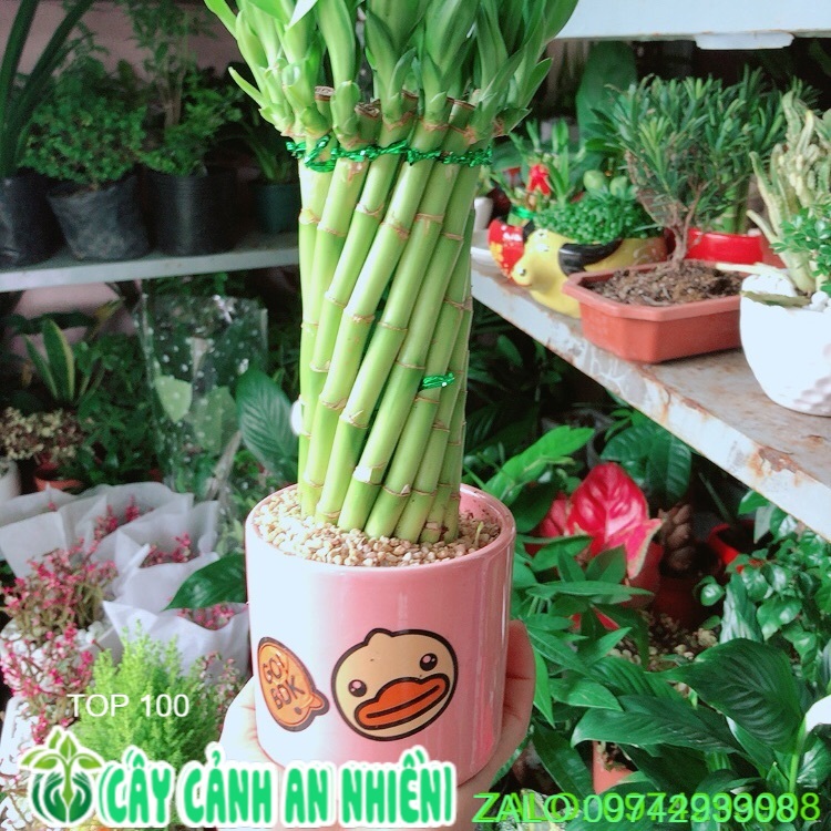 Chậu Cây Trúc Phát Tài