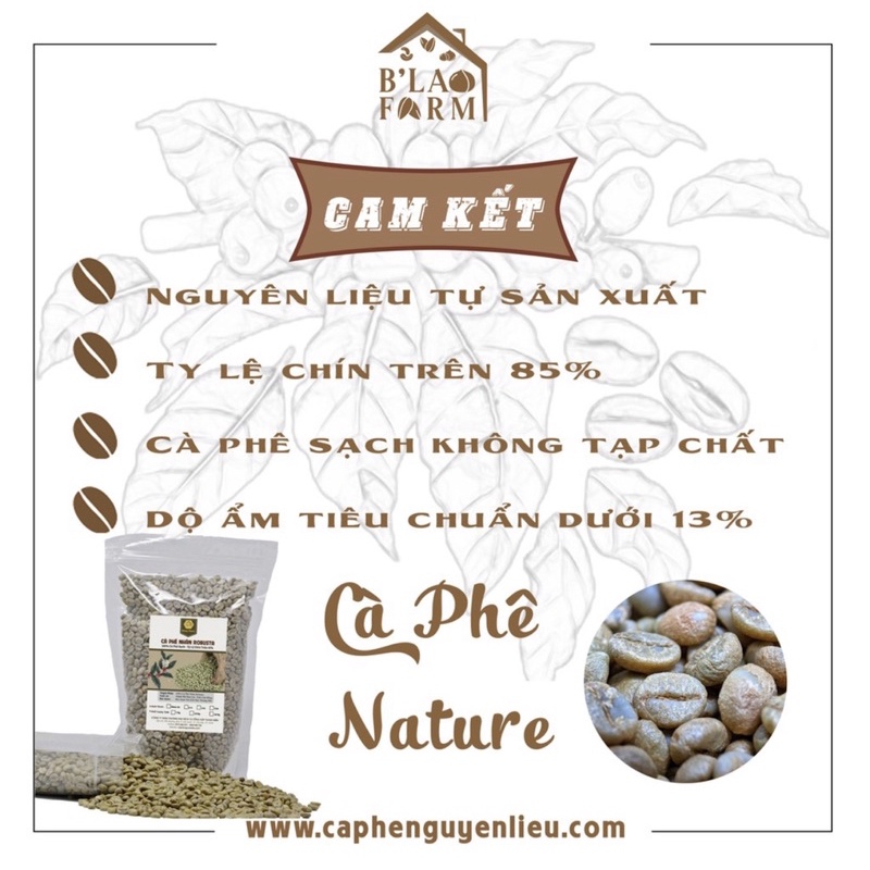 Cà Phê Sạch Nhân Sống ROBUSTAR, Hạt To chưa rang