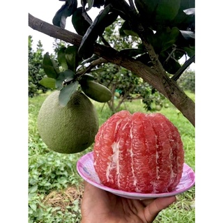 Bưởi da xanh ruột đỏ Bến tre 1 trái to 1kg4 đến 2kg
