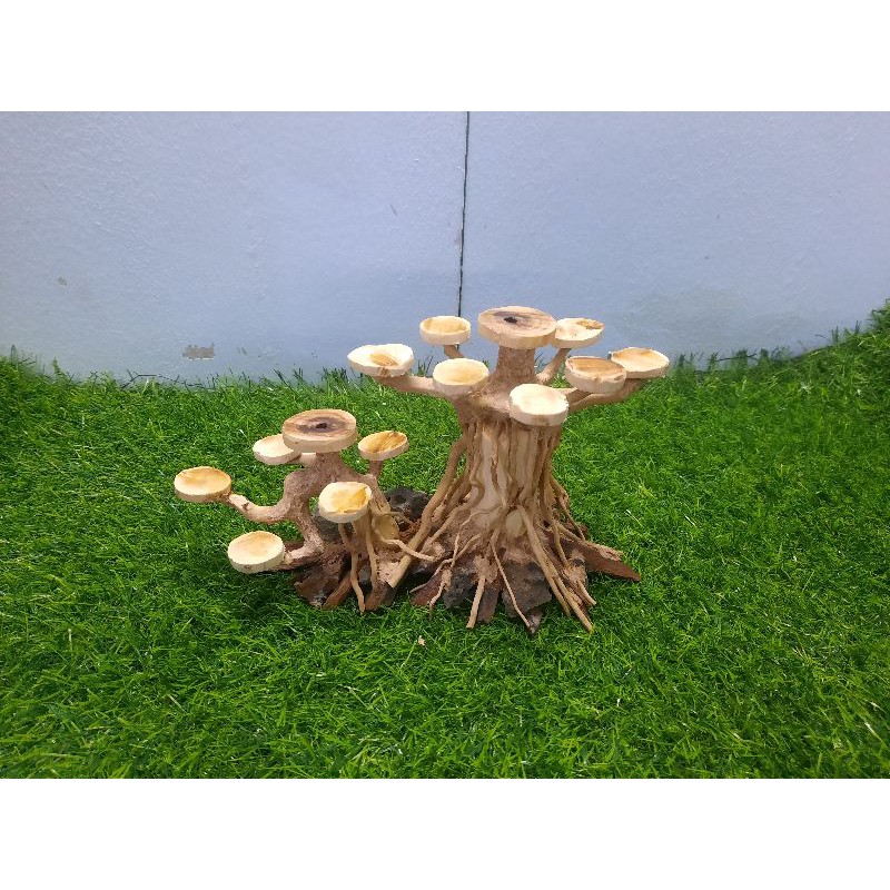 Lũa bon sai cấy nana