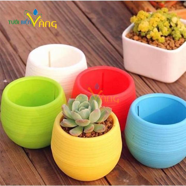 Chậu trồng cây cảnh trang trí ban công, trong nhà