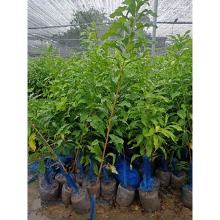 vú  sữa  hoàng  kim choai hơn  1m