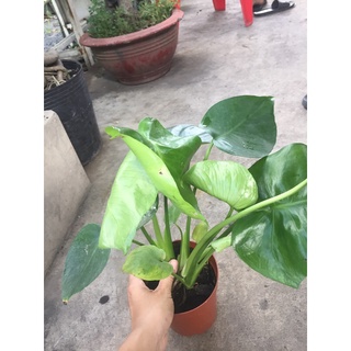 Trầu bà lá xẻ