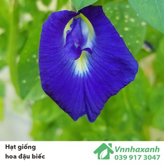 Hạt giống Hoa Đậu Biếc kép