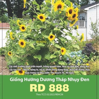 Hạt giống hướng dương tháp 888