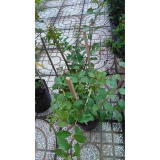 Cây hoa Tường Vi đỏ hồng