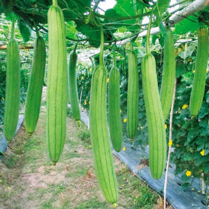 Hạt giống mướp hương rossa - rau củ quả trồng chậu, sân vườn ban công tỉ lệ nảy mầm cao 1g RADO38