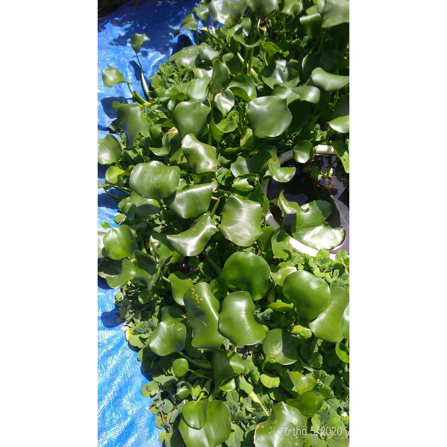 Bèo lục bình - Cây thủy sinh