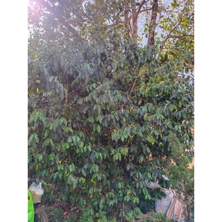 Hạt rang Typica Long Berry Đạ Sar Natural