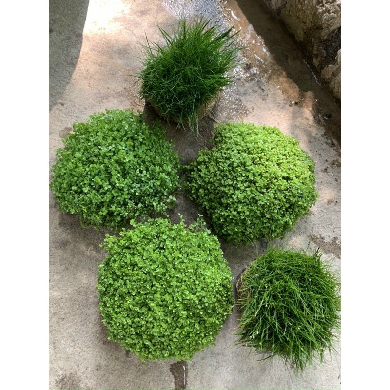 Cây thuỷ sinh-khuyến mại mùa covit