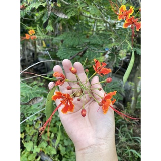 HẠT GIỐNG ĐIỆP TA - 5 Hạt/ gói