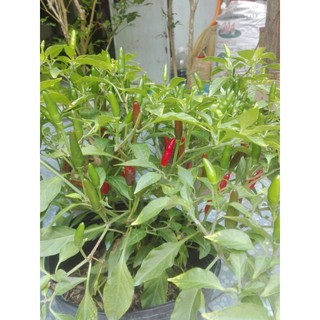 Chậu cây Ớt Hiểm