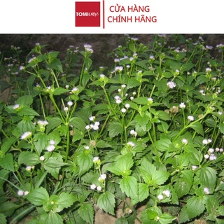 Cây hy thiêm khô Sasuke 1kg tác dụng tốt cho gout và xương khớp