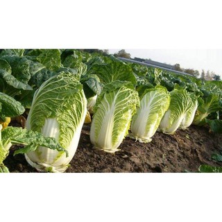 Hạt Giống Cải Thảo Lai F1 Rambo Năng Suất, Giòn, Ngọt, Giàu Dinh Dưỡng Gói 0.5gr