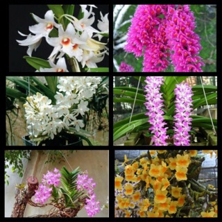 Combo 6 loại hoa lan rừng