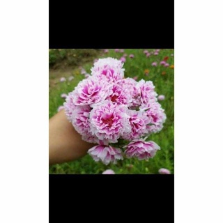Mười giờ Thái kép mix nhiều màu ( 27màu )