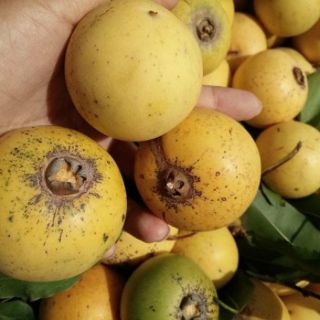 2 cây giống Thị quả tròn vo mỏng