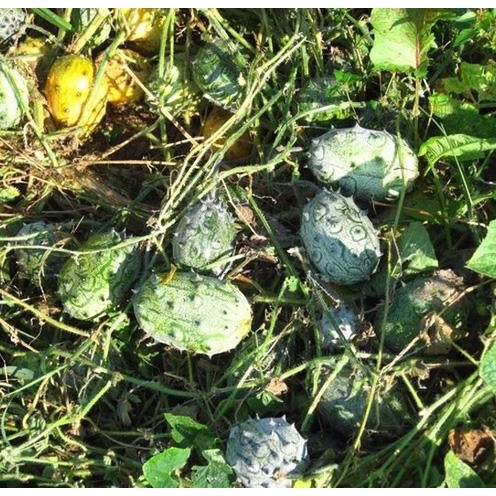 Hạt Giống Dưa Chuột Gai Chịu Nhiệt Kiwano (Cucumis metuliferus)
