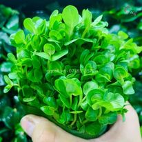 cây thuỷ sinh vảy ốc lá nước dễ trồng sinh sản nhanh giá rẻ