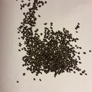 Hạt Giống Hoa Súng Thái Mini chất lượng cao