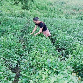 Chè búp Thái Nguyên