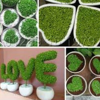 Hạt Giống Cỏ May Mắn - 100 Hạt / Gói