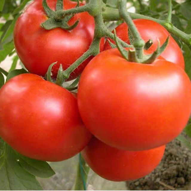 Gói 30 hạt giống cà chua chịu nhiệt ( lên mầm cực tốt)