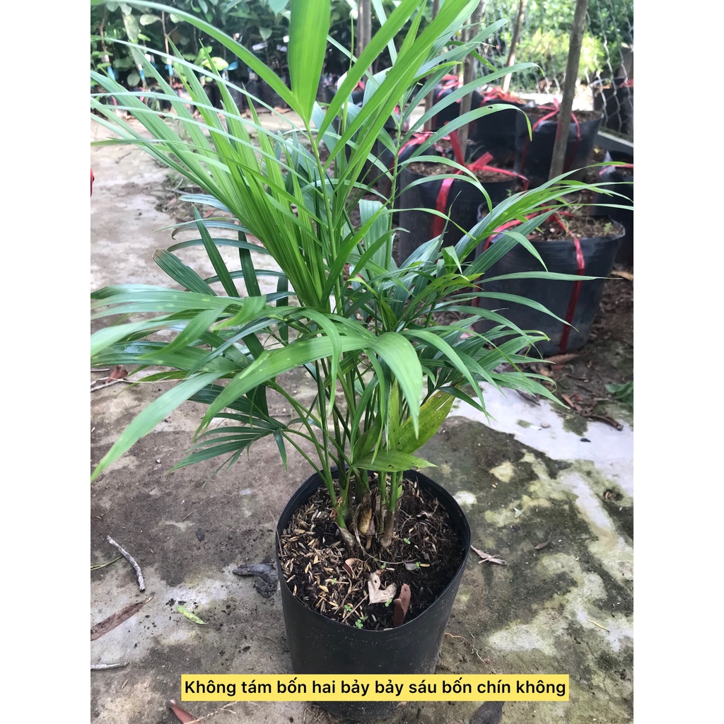 Cây cau phú quý cây phong thủy hạp mạng mộc caykiengsadec