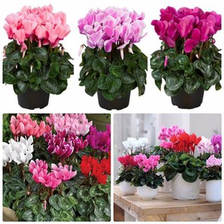 Hạt giống hoa Anh thảo Mix – 5Hạt (TẶNG gói kích thích hỗ trợ hạt nảy mầm)